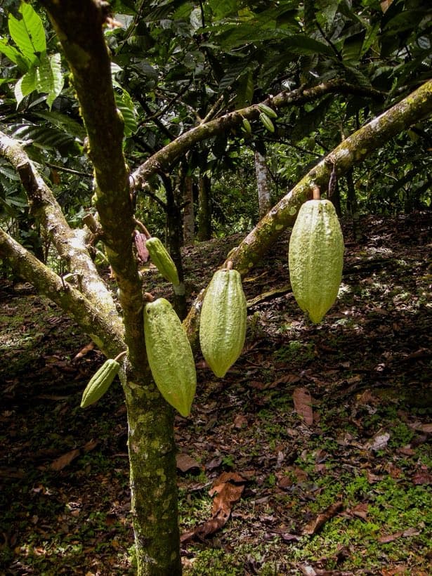 Frutos de cacau pendurados em árvore sob sombra da mata