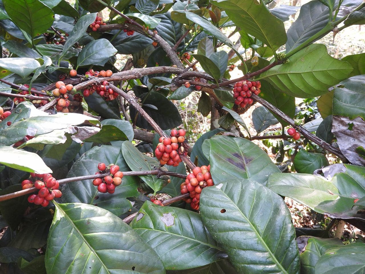 Cerejas maduras de café robusta em galhos de canéfora, entre folhas verde-escuras
